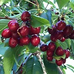 Heidi's